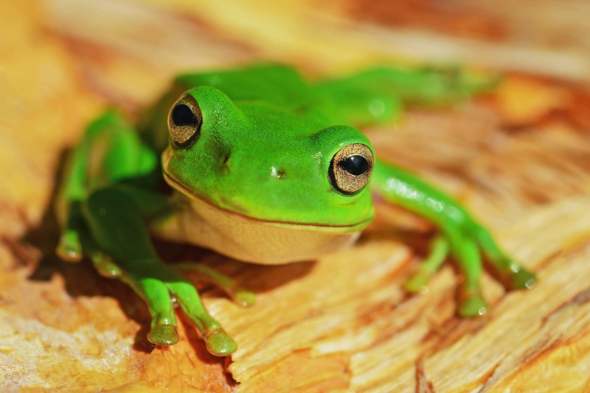 Screaming Frog: SEO analysis for your website