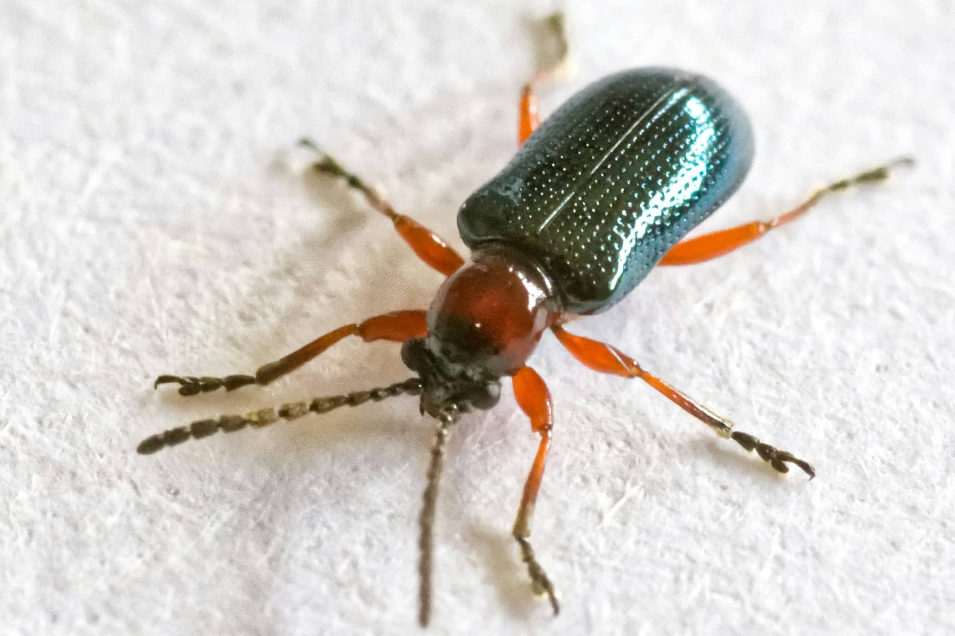 Hoe verbeteringen in Joomla komen