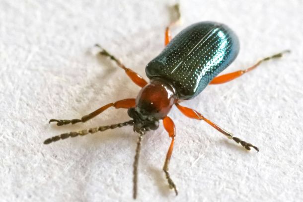 Hoe verbeteringen in Joomla komen